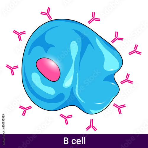 Structure of Human Plasma Cell secreting Antibodies vector illustration 