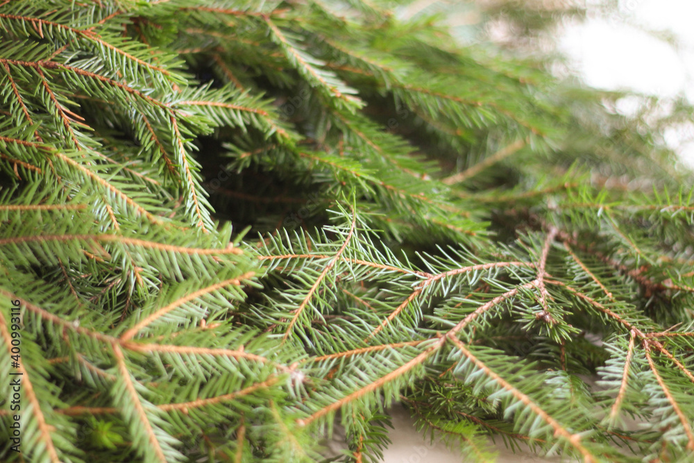 Green Branch of spruce. Christmas decoration