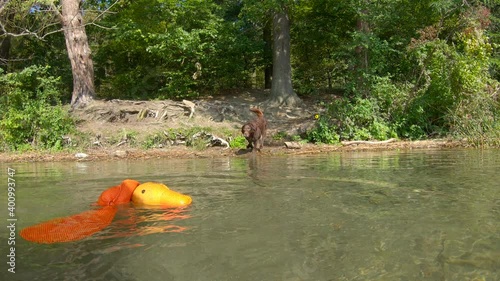 Labrador dog is playing in the lake