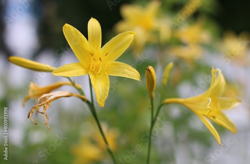 yellow flower in the garden