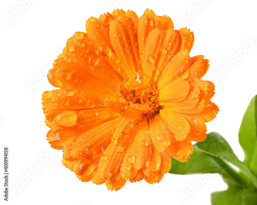 Wet calendula flowers close up isolated