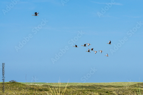 A flock of grey goose (Anser anser) flying over the dunes of the Dutch island of Texel. © Joost