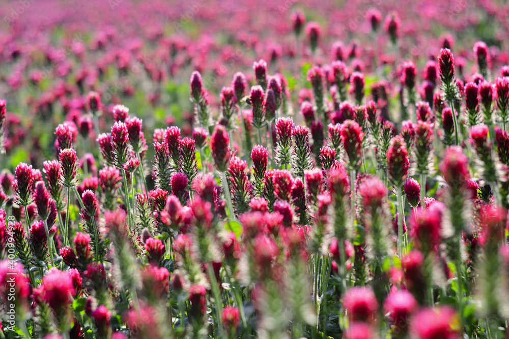Naklejka premium Field of pink crimson clover. Agriculture nitrogen-fixing cover crop.