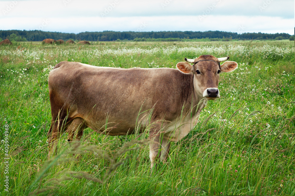 Brown cow stands on the green field in cloudy summer day