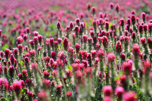 Field of pink crimson clover. Agriculture nitrogen-fixing cover crop.
