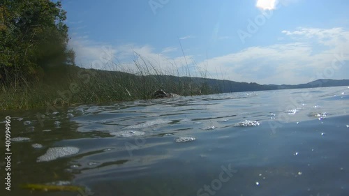 Dog is jumping in the water