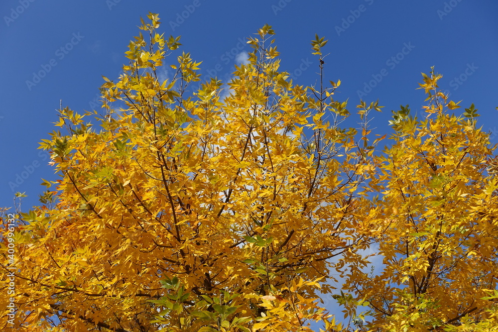 Blue sky and branches of Fraxinus pennsylvanica in October Blue sky and branches of Fraxinus pennsylvanica in October