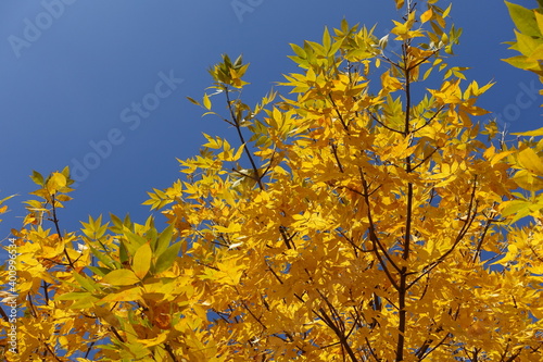 Deep blue sky and amber yellow autumnal foliage of Fraxinus pennsylvanica in October