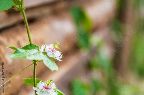 The background of the flowers rose on a wooden fence