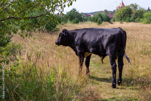 One-year-old black bull grazing in a meadow