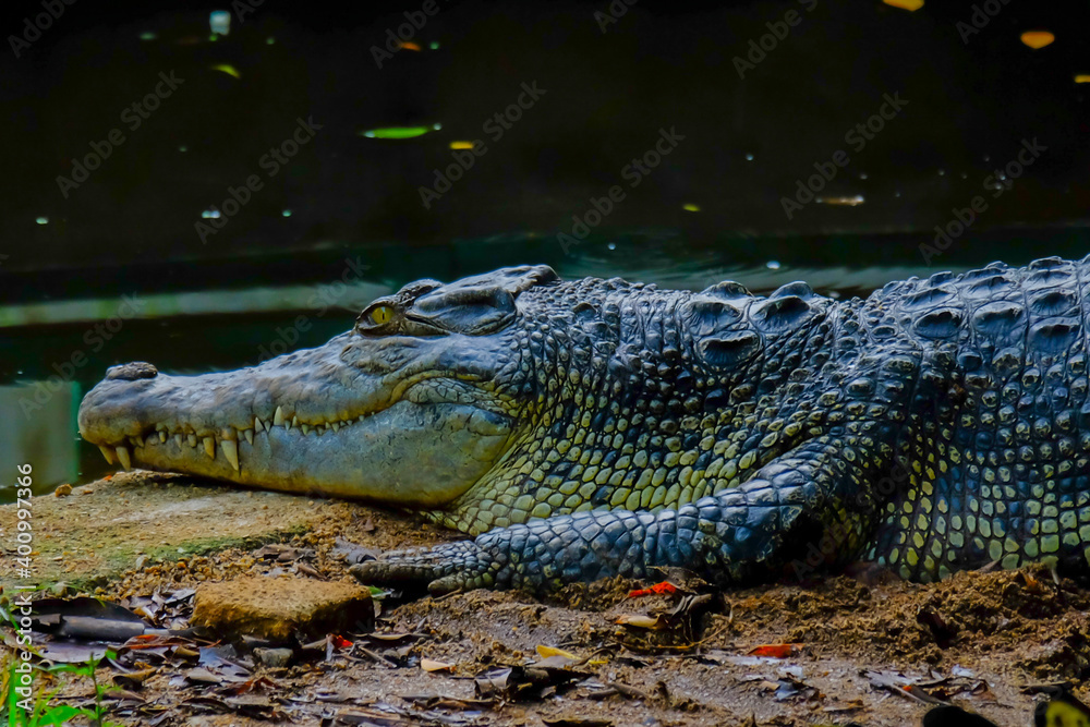 Obraz premium alligator in the everglades