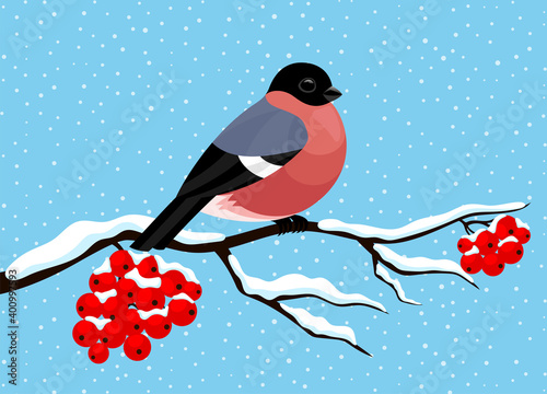 Cute bullfinch sitting on a rowan branch on a blue background.