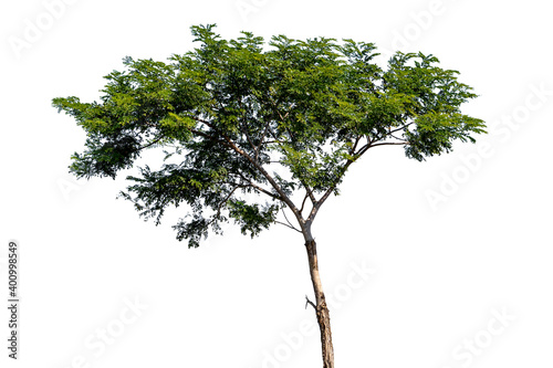 Tree isolated on white background with clipping path  Single tree