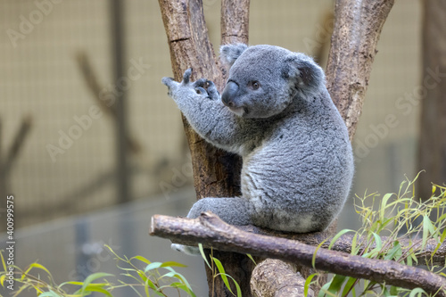 Canvas Print コアラ, Koala