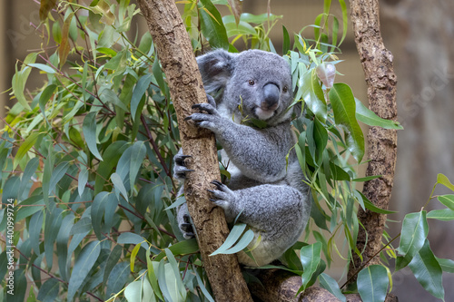            Koala