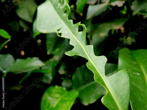 Plant leaves destroyed by pests and insects and became bizarre in shape leaves