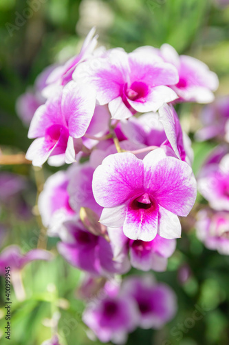 Beautiful purple orchid Blooming in the garden