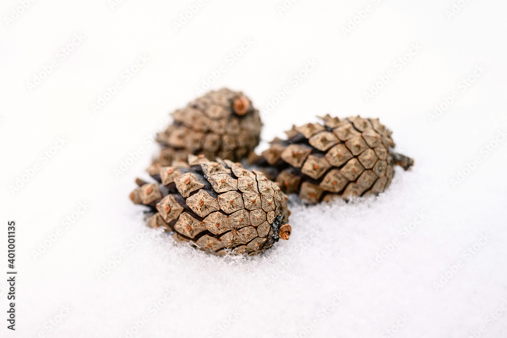 Pine cones on the white snow. Winter fir cone on a blurry background Pine cones on the white snow. Winter fir cone on a blurry background