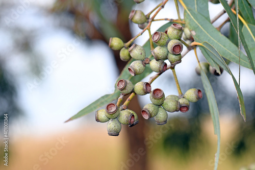 Gum nuts of the Australian native Leichhardts Rusty Jacket, Corymbia leichhardtii, family Myrtaceae. Yellow bloodwood endemic to northern and central Queensland. Formerly referred to Eucalyptus photo