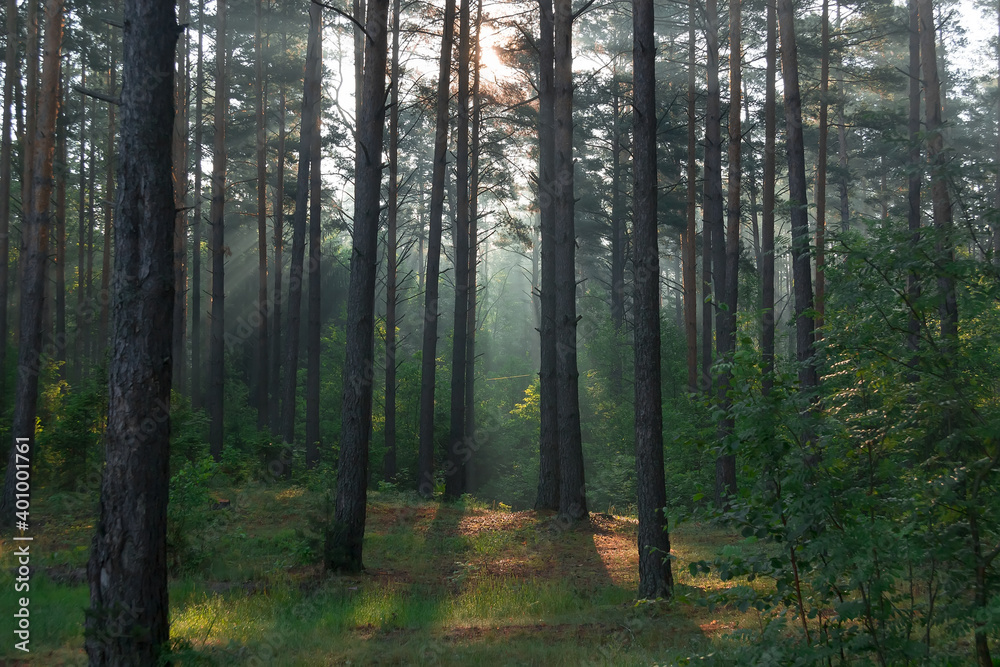  pine forest early in the morning with sunbeams