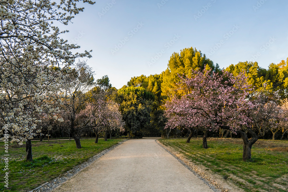 Naklejka premium Spectacular path between flowering almond trees at the Quinta de los Molinos Park in centre of Madrid, Spain. First pink and white flowers in bloom due to the high temperatures of spring days.
