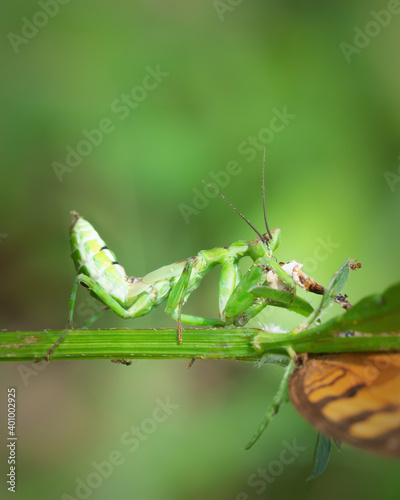 Close up view of green mantis eating butterfly on branches