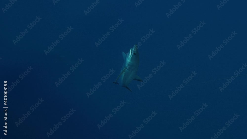 Mako shark  comes close in the clear water of the Atlantic Ocean
