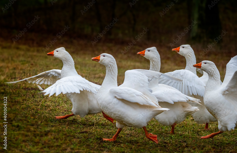 Obraz premium white geese on the farm