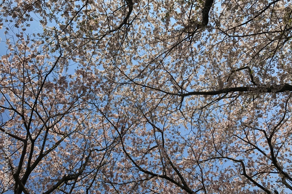 青空と桜