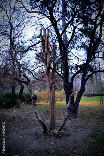 Tree without leaves in the park