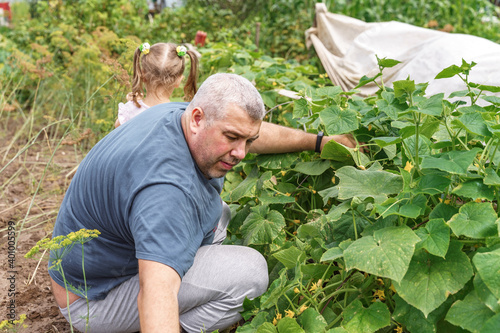 dad and daughter pick cucumbers from the garden photo