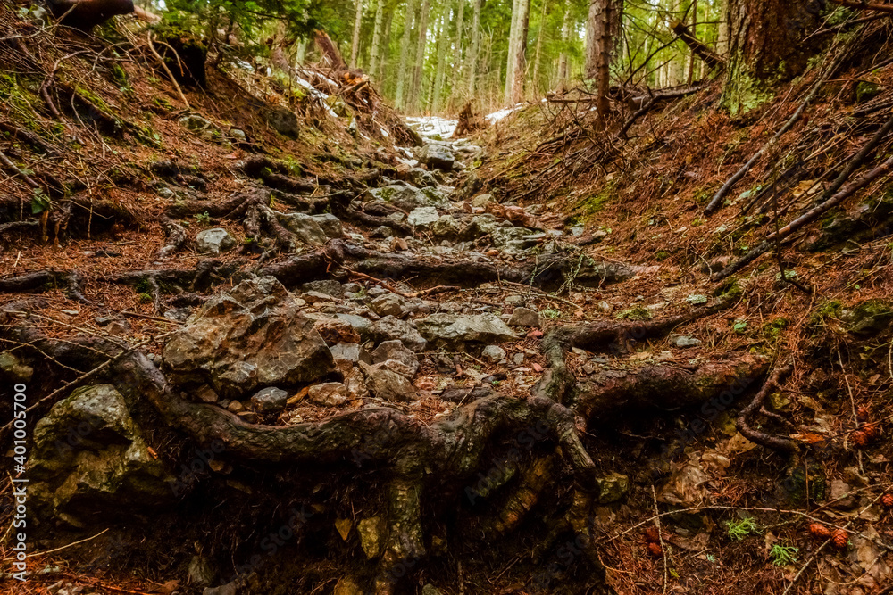 stony trail with roots in the forest while hiking stony trail with roots in the forest while hiking