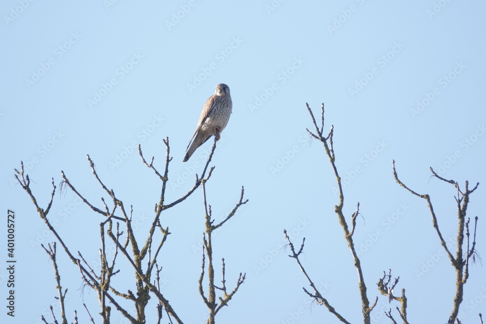 Falke au dem Baum / Falcon on the tree Falke au dem Baum / Falcon on the tree