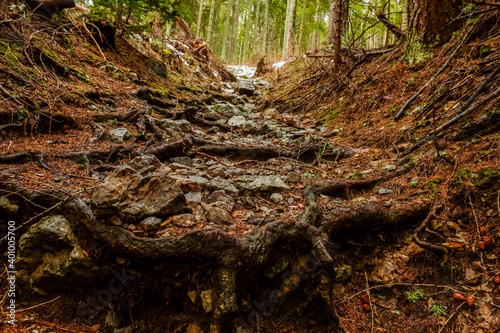 stony trail with roots in the forest while hiking