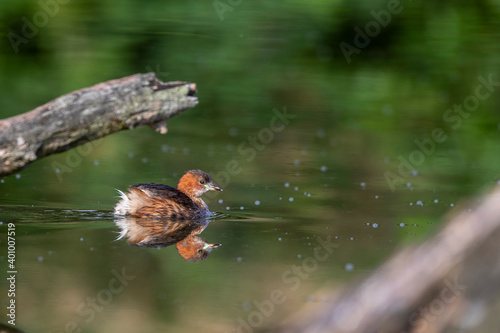 Zwergtaucher (Tachybaptus ruficollis) © Rolf Müller