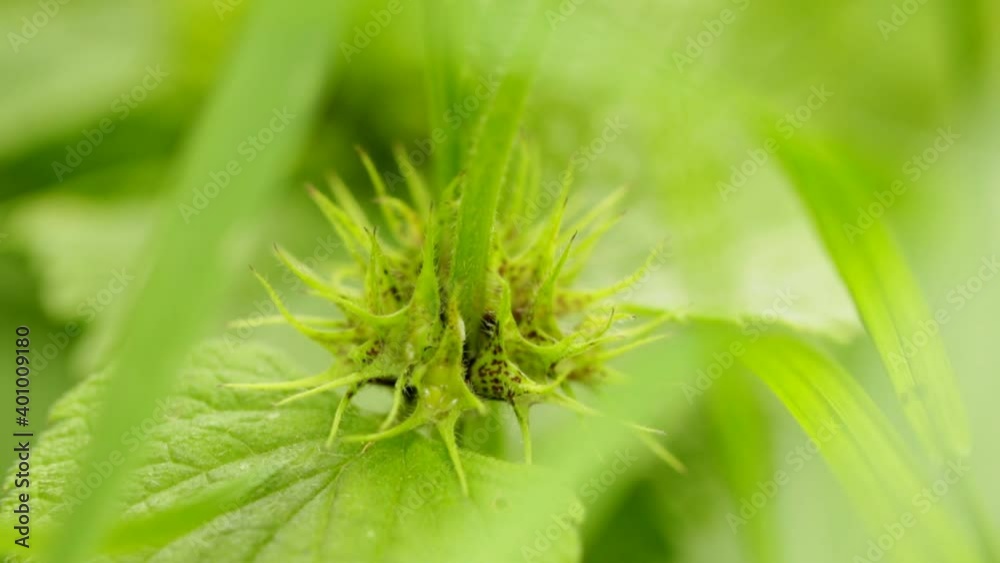 Young green nettles grown on the field Young green nettles grown on the field