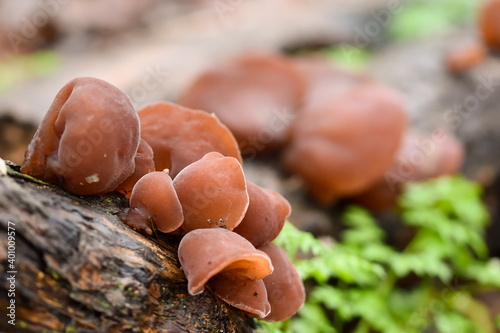 edible mushrooms Auricularia auricula-judae in the forest