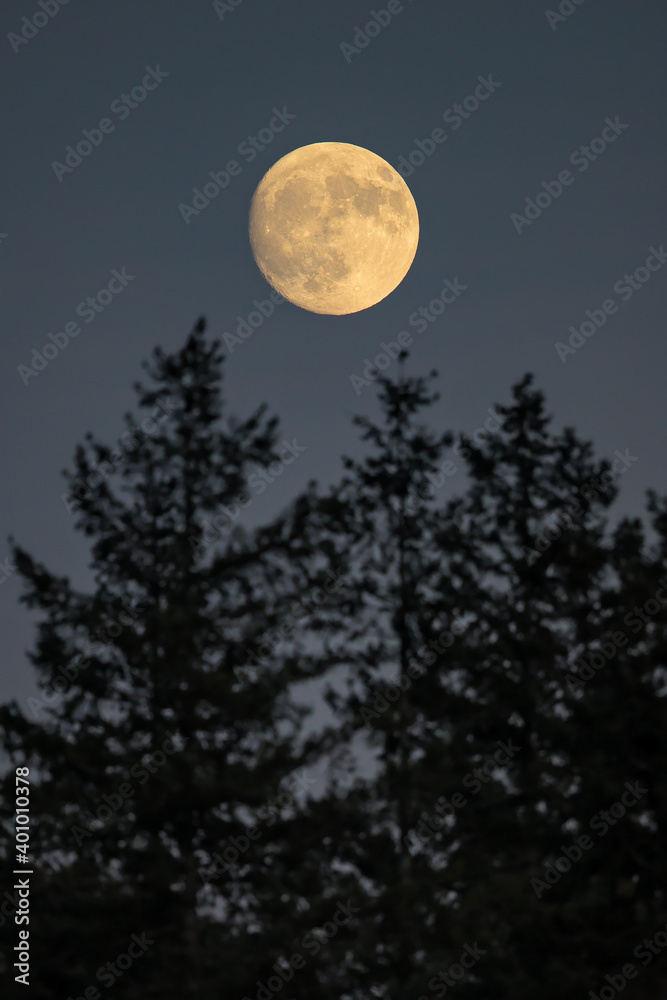 Full Moon rising over coniferous forest with European spruce (Picea abies), Hesse, Germany Full Moon rising over coniferous forest with European spruce (Picea abies), Hesse, Germany