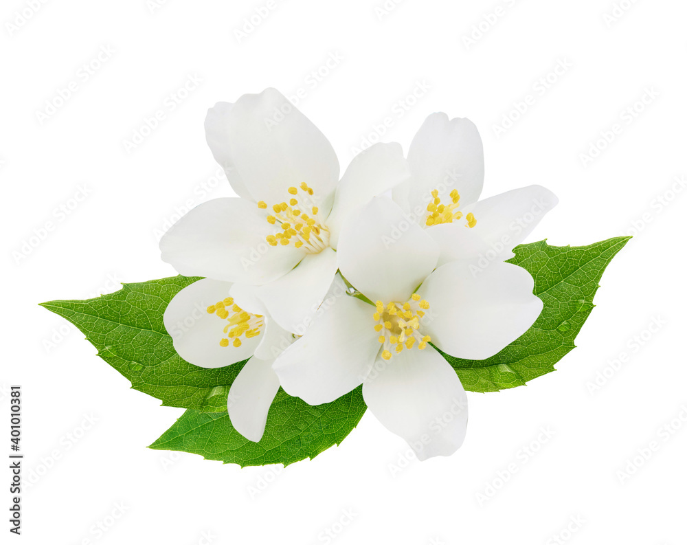 Jasmine flowers with leaves isolated on white background