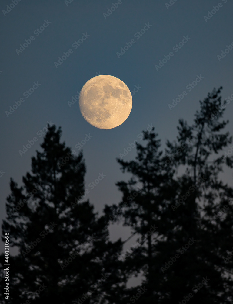 Full Moon rising over coniferous forest with European spruce (Picea abies), Hesse, Germany Full Moon rising over coniferous forest with European spruce (Picea abies), Hesse, Germany