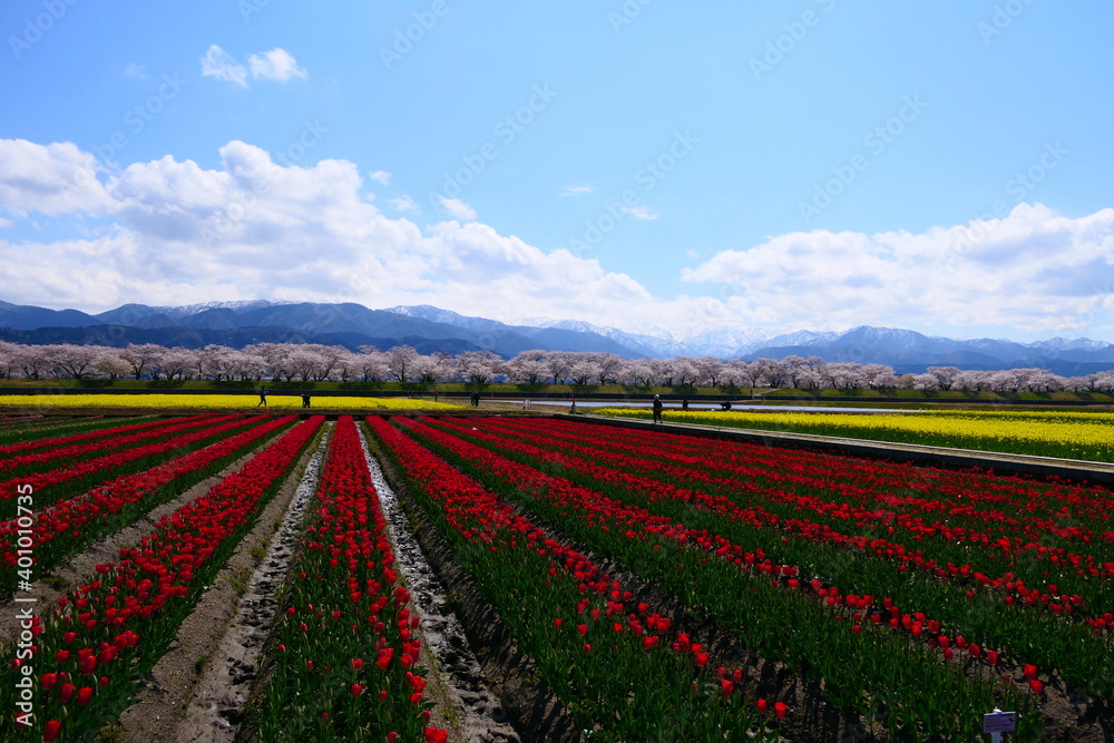 春の観光名所、舟川べり春の四重奏。朝日、富山、日本。4月中旬。 春の観光名所、舟川べり春の四重奏。朝日、富山、日本。4月中旬。