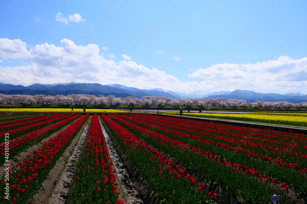 春の観光名所、舟川べり春の四重奏。朝日、富山、日本。４月中旬。