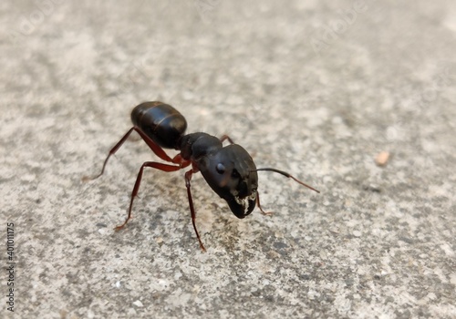 Black Carpenter Ant on the ground