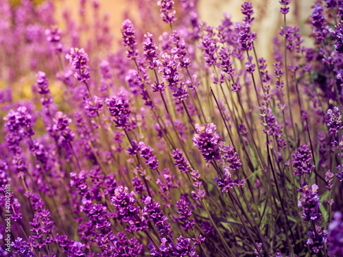 Lavender flowers in flower garden. © Kulbabka