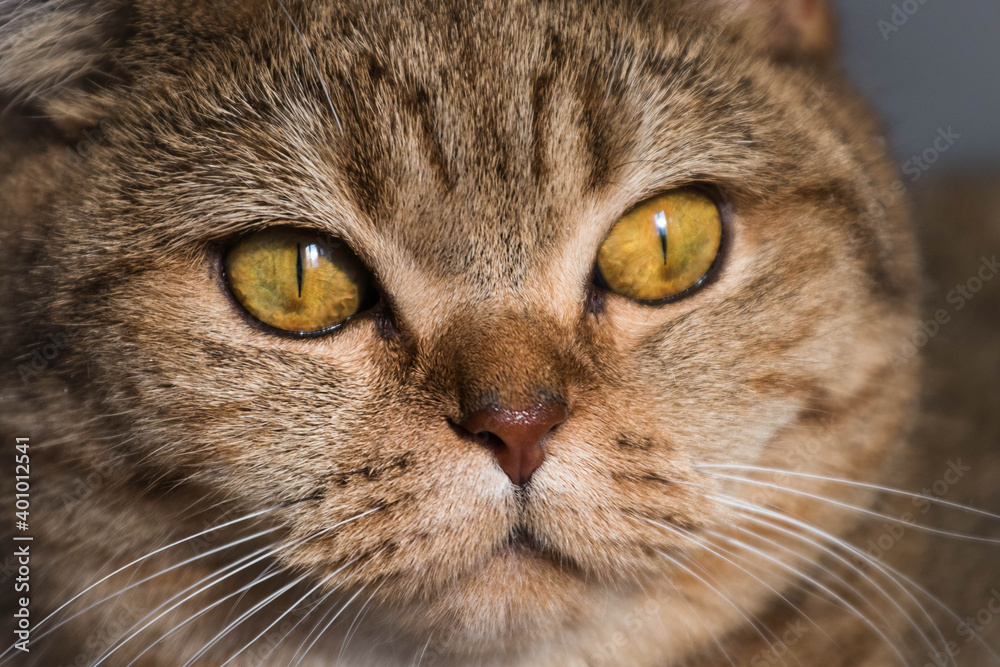 british cat, cream color close-up photo british cat, cream color close-up photo