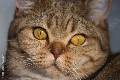 british cat, cream color close-up photo