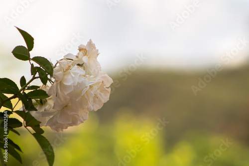 white flowers in the garden photo