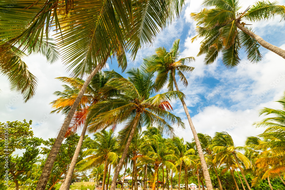 Fototapeta premium Tall palm trees in Bois Jolan beach in Guadeloupe