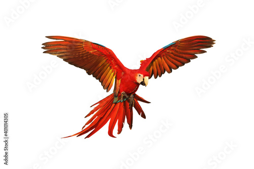 Colorful macaw parrot isolated on white background. © Passakorn