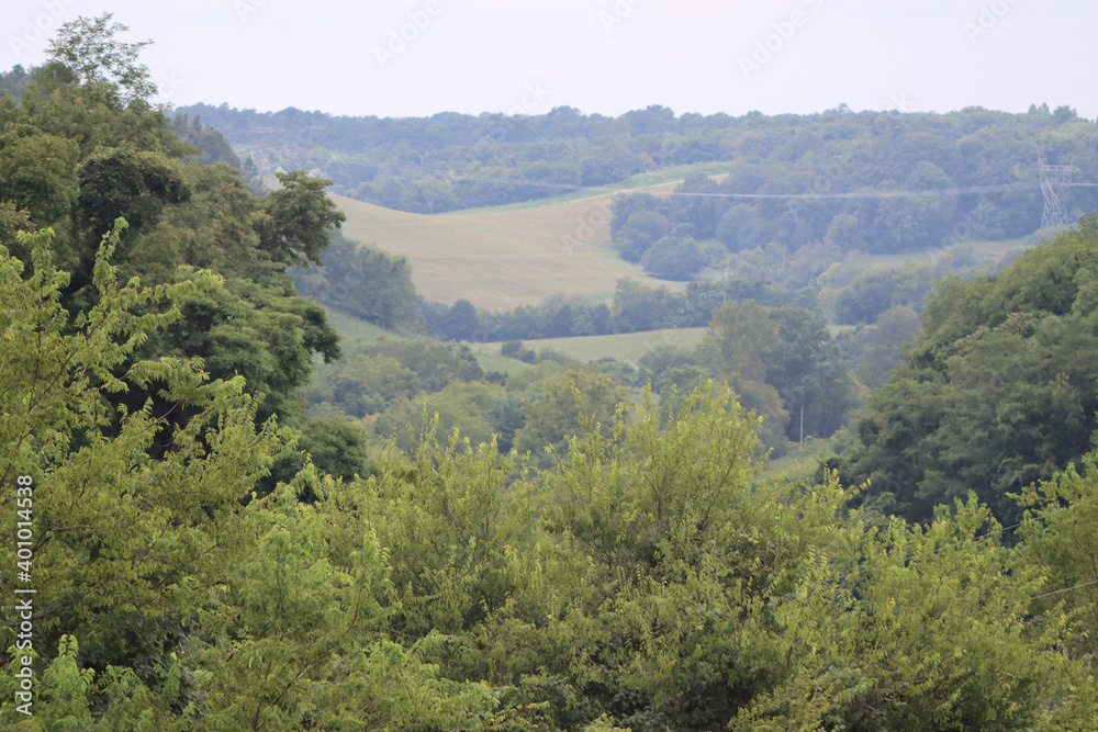 forest in the mountains